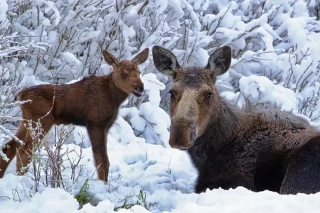 winter activity near Branäs