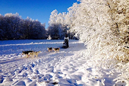Dogsled tour near Branäs and Sysslebäck in Northern Värmland
