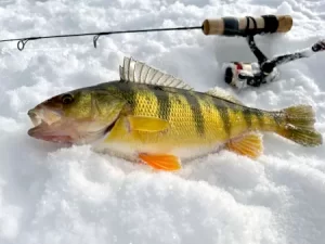 activities in north värmland - Wärdshuset Klarälvdalen - Ice Fishing